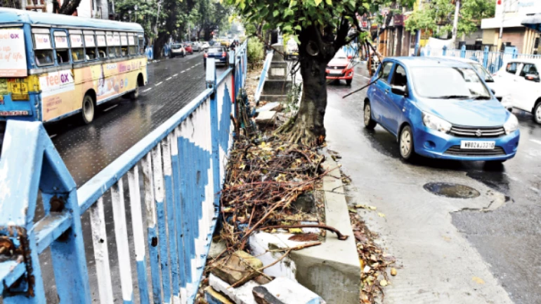 Take care of trees during road construction: Parks Department to Roads Department