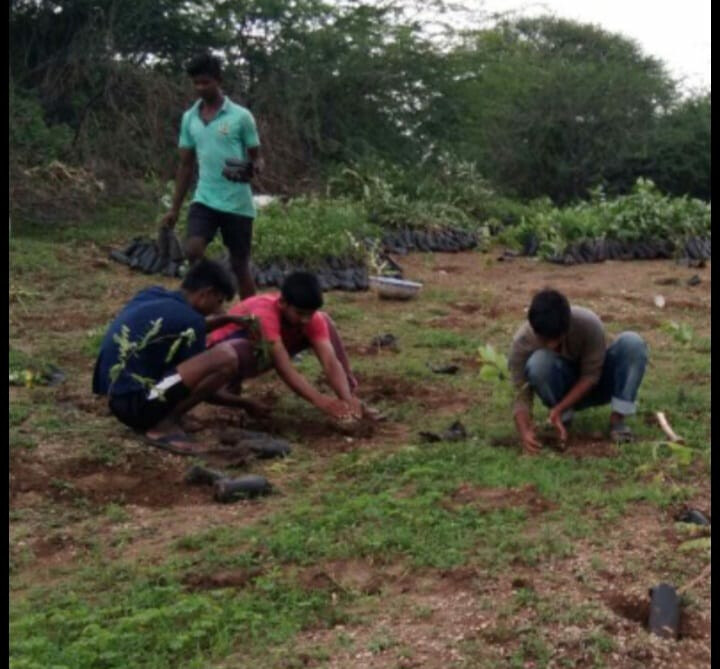 Maharashtra: 40,000 trees seed hope for Yavatmal residents amid agrarian distress, unstable climate conditions