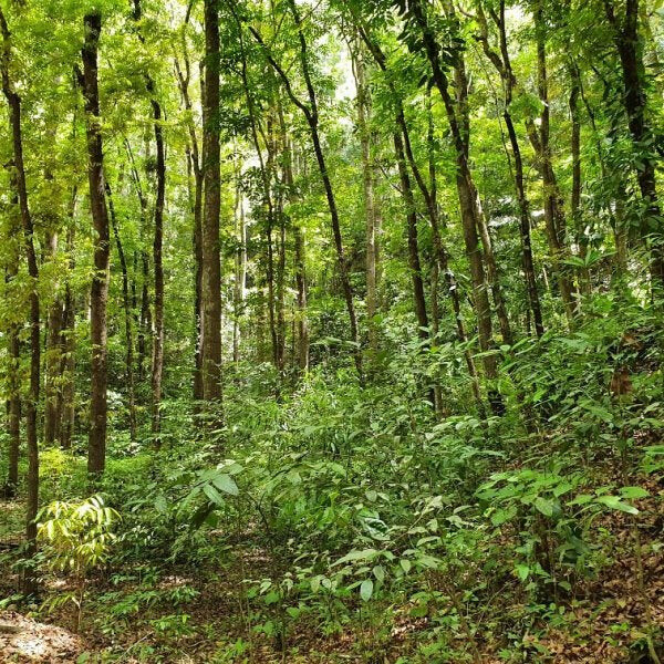 Mumbai Coastal Road Phase 2 to Affect 60,000 Trees: BMC