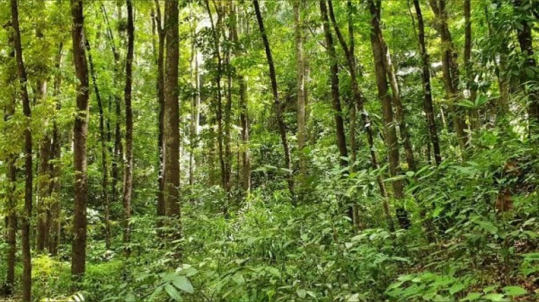 पेड़ों के रखरखाव पर नहीं BMC का ध्यान पेड़ों के रखरखाव पर नहीं BMC का ध्यान