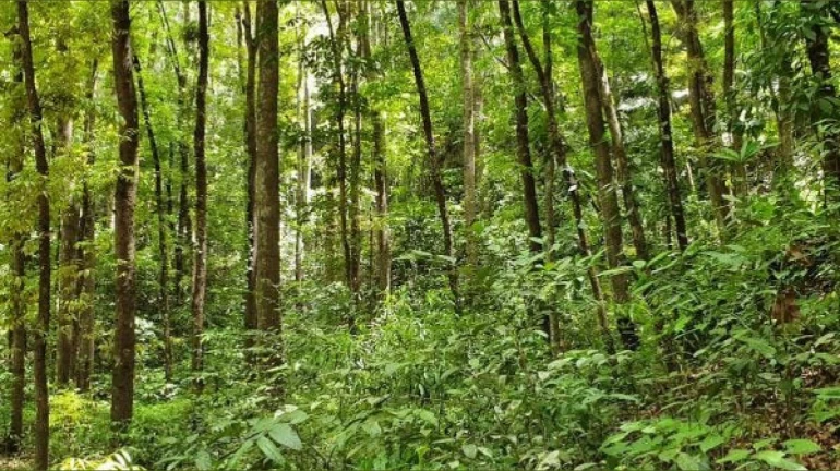 घोडबंदरमधील 1955 वृक्षांवर कुऱ्हाड घोडबंदरमधील 1955 वृक्षांवर कुऱ्हाड