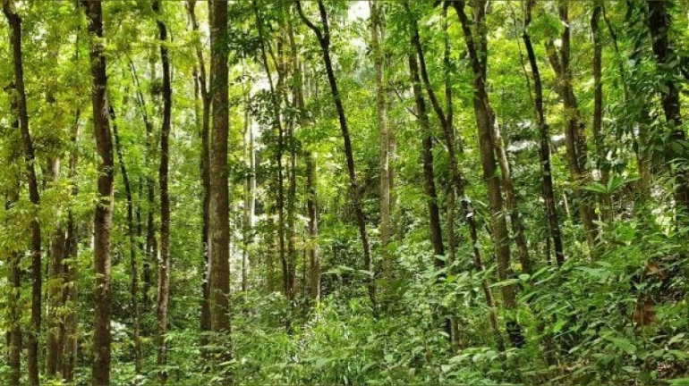 गोरेगाव-मुलुंड जोडरस्त्यासाठी झाडे तोडण्यास परवानगी पण... गोरेगाव-मुलुंड जोडरस्त्यासाठी झाडे तोडण्यास परवानगी पण...