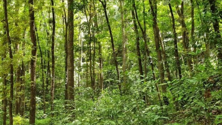 Over 800 Trees To Be Cut in Thane For Ring Metro, Road Widening Projects Over 800 Trees To Be Cut in Thane For Ring Metro, Road Widening Projects