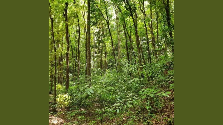 95 Trees in the Way of Mumbai’s INR 14,000 Cr GMLR Tunnel Project To Be Cut? 95 Trees in the Way of Mumbai’s INR 14,000 Cr GMLR Tunnel Project To Be Cut?