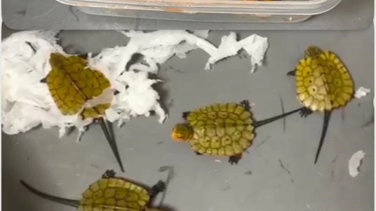 2 Arrested For Smuggling 12 Exotic Turtles from Bangkok At Mumbai Airport 2 Arrested For Smuggling 12 Exotic Turtles from Bangkok At Mumbai Airport