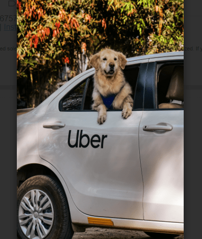 Good News, Mumbaikars! Now pet owners can travel in Uber hassle-free - Here's How