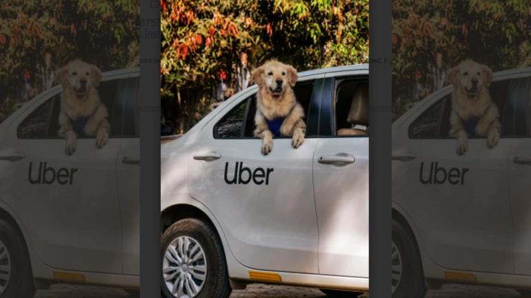 मुंबईत लवकरच उबेरची पेट कॅब सेवा सुरू होणार मुंबईत लवकरच उबेरची पेट कॅब सेवा सुरू होणार