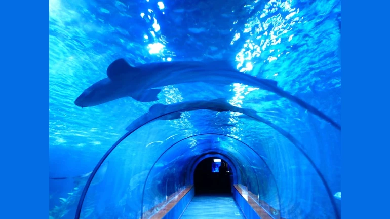 First of its kind, underwater viewing gallery to soon be launched at Byculla zoo First of its kind, underwater viewing gallery to soon be launched at Byculla zoo