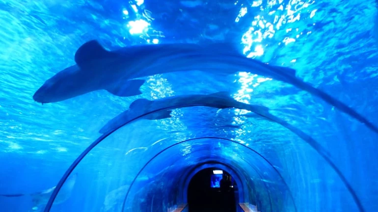Mumbai: Underground Aquarium in Lalbaug zoo is underway; BMC to start 'Night Food Fair'