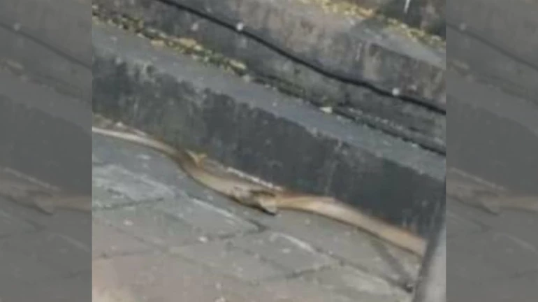 Seven feet long snake spotted at Dadar's Shivaji Park Seven feet long snake spotted at Dadar's Shivaji Park