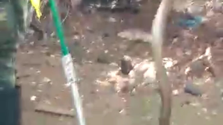 शिवाजी पार्कात दुसऱ्यांदा दिसला किंग कोब्रा! शिवाजी पार्कात दुसऱ्यांदा दिसला किंग कोब्रा!