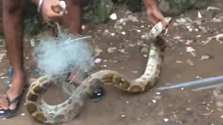 Residents spot an 8-feet long snake in Mahim area