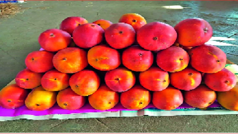 Navi Mumbai: 4kg box of mango is selling for ₹4,000 in APMC market