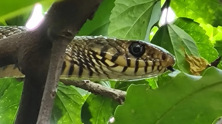 Snake spotted at Dadar's Shivaji Park Gymkhana