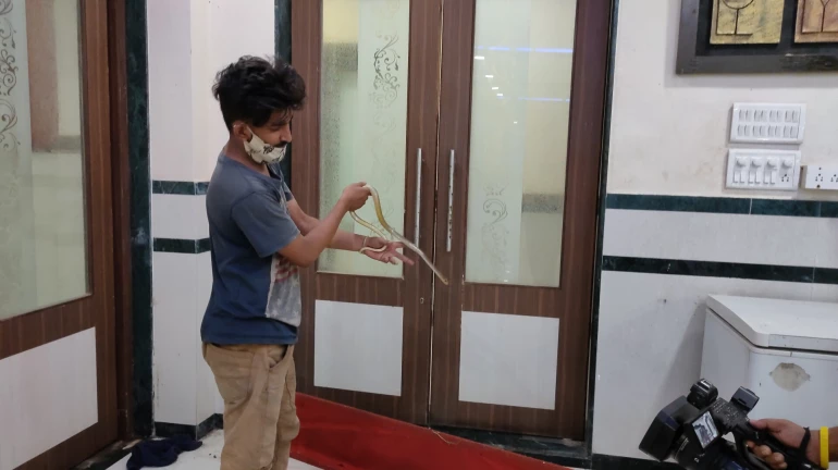 शिवाजी पार्कात पुन्हा सापाचं दर्शन शिवाजी पार्कात पुन्हा सापाचं दर्शन