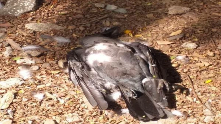 मुंबईत २४ तासात तब्बल 'इतक्या' कावळ्यांचा मृत्यू