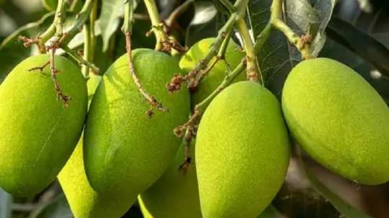 Mumbai: Demand for mangoes increased this year Mumbai: Demand for mangoes increased this year