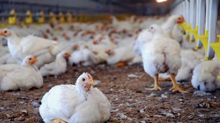 Chicken prices in retail market experience a surge