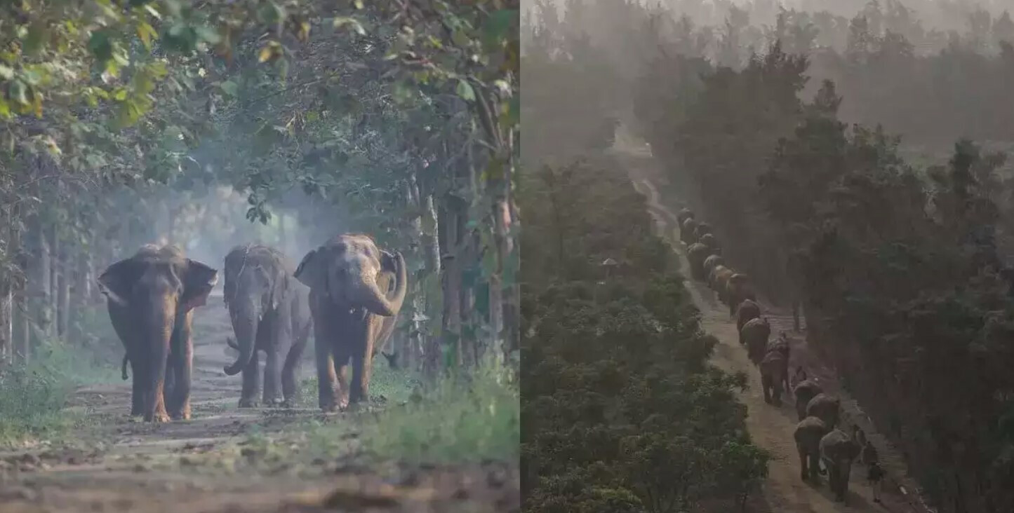 महाराष्ट्रात वंतारासारखे वन्यजीव अभयारण्य उभारण्यात येणार