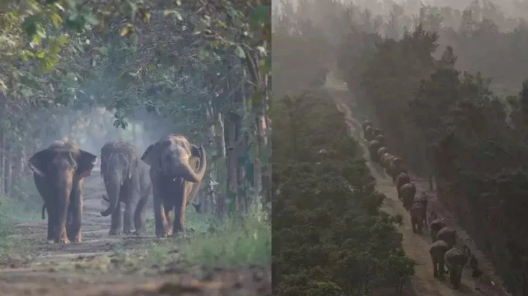 महाराष्ट्रात वंतारासारखे वन्यजीव अभयारण्य उभारण्यात येणार महाराष्ट्रात वंतारासारखे वन्यजीव अभयारण्य उभारण्यात येणार