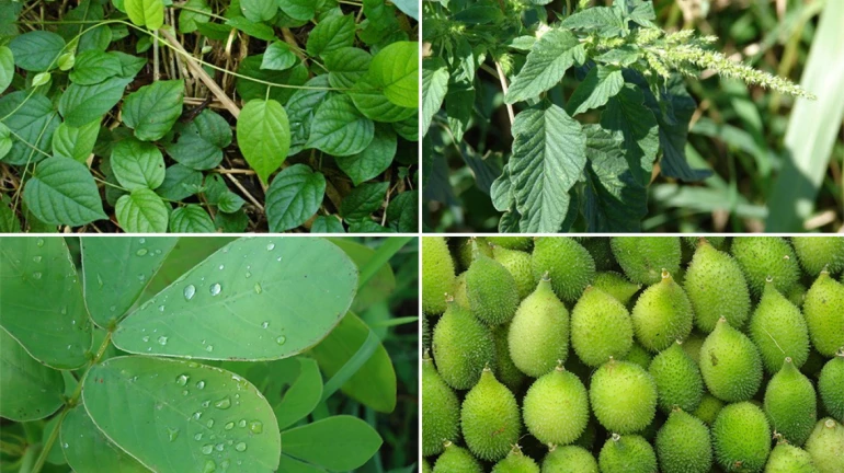 मुलुंडमध्ये २८ ऑगस्टला रानभाज्या, कृषिमाल विक्री महोत्सव मुलुंडमध्ये २८ ऑगस्टला रानभाज्या, कृषिमाल विक्री महोत्सव