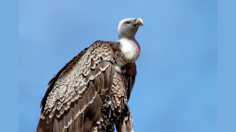 Vultures from Haryana will soon be sent to Vidarbha Vultures from Haryana will soon be sent to Vidarbha