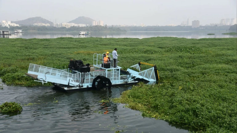 पवई तलावातून 23% जलपर्णी काढण्यात आली पवई तलावातून 23% जलपर्णी काढण्यात आली