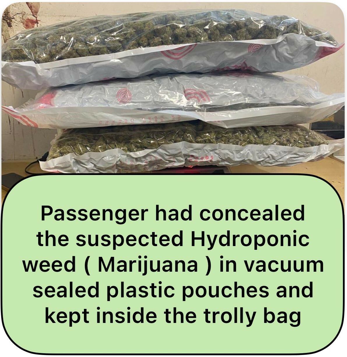 Mumbai Airport Customs Officers Seize Hydroponic Weed Worth Over ₹11 Cr
