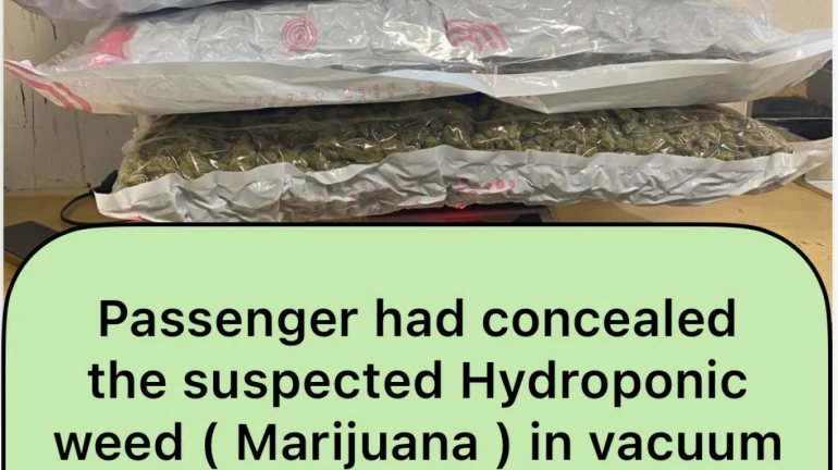 मुंबई एयरपोर्ट कस्टम अधिकारियों ने 11.322 किलोग्राम हाइड्रोपोनिक वीड जब्त किया मुंबई एयरपोर्ट कस्टम अधिकारियों ने 11.322 किलोग्राम हाइड्रोपोनिक वीड जब्त किया