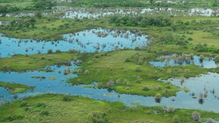 खारफुटीवरील भराव रोखण्यासाठी सीसीटीव्ही कॅमेऱ्यांची नजर खारफुटीवरील भराव रोखण्यासाठी सीसीटीव्ही कॅमेऱ्यांची नजर