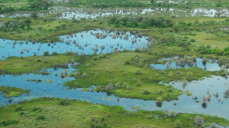 विक्रोळीत १० हेक्टर क्षेत्रावर कांदळवन लागवड विक्रोळीत १० हेक्टर क्षेत्रावर कांदळवन लागवड