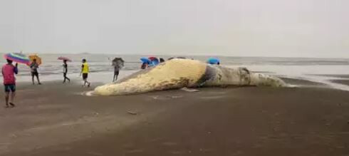 35-feet long carcass of Baleen whale found on a beach in Vasai