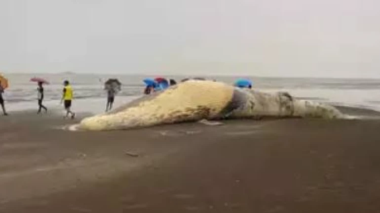 35-feet long carcass of Baleen whale found on a beach in Vasai