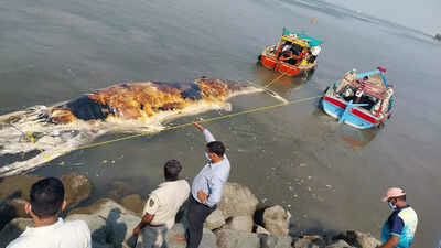 मुंबईजवळील एलिफंटा बेटाच्या किनाऱ्यावर व्हेलचा मृतदेह आढळला