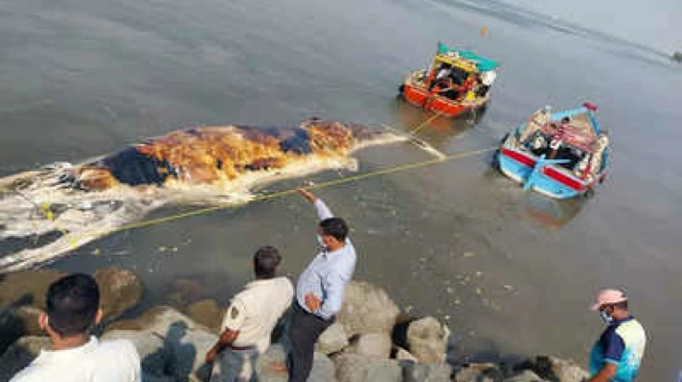 मुंबईजवळील एलिफंटा बेटाच्या किनाऱ्यावर व्हेलचा मृतदेह आढळला मुंबईजवळील एलिफंटा बेटाच्या किनाऱ्यावर व्हेलचा मृतदेह आढळला