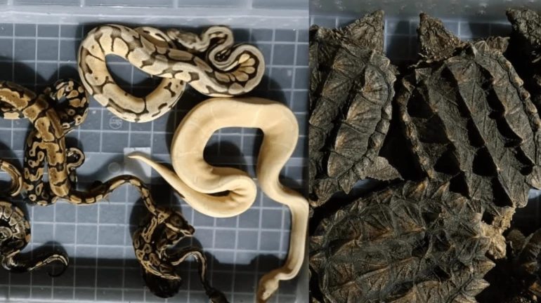 Airlines to repatriate smuggled wildlife: DGCA Airlines to repatriate smuggled wildlife: DGCA