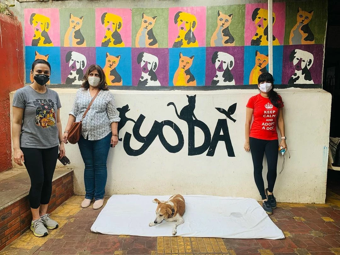 International Dog Day : 5 Best Animal Shelters In Mumbai | Mumbai Live