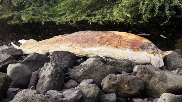 मुंबईच्या समुद्र किनारी आढळला 40 फुटांचा व्हेल मासा