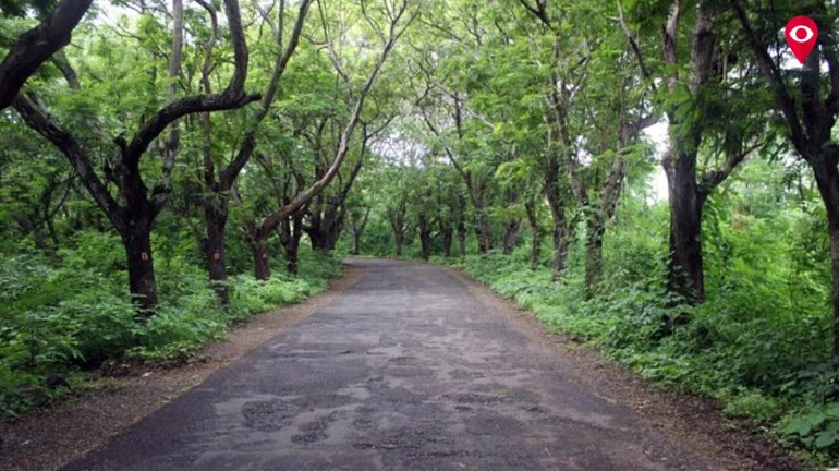 444 trees in Aarey to be sacrificed for Metro-3 construction