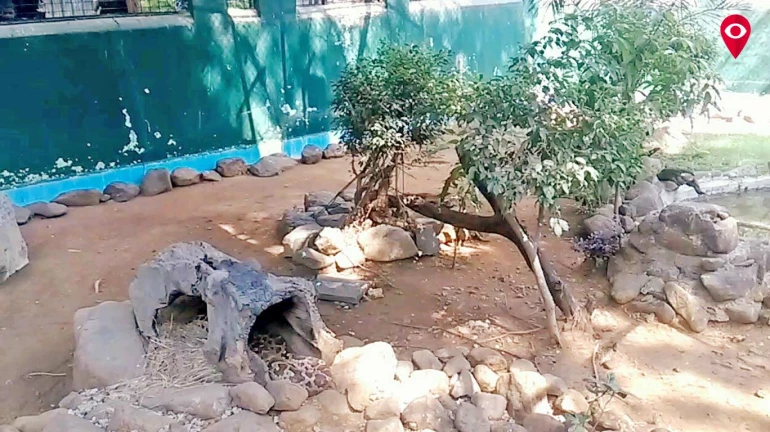 Python suffers the upshots of the visitor’s superstitions at the Byculla Zoo