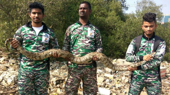 बीकेसीत आढळला ७ फुटांचा अजगर