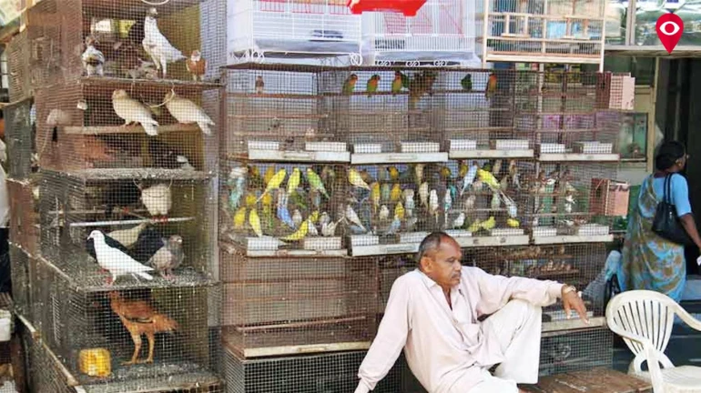क्रॉफर्ड मार्केटमध्ये पशू-पक्ष्यांची विक्री करणाऱ्यांना मिळणार परवाना