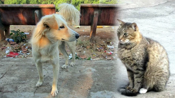 'कुत्र्यांबरोबरच मांजरांचीही नसबंदी करा'