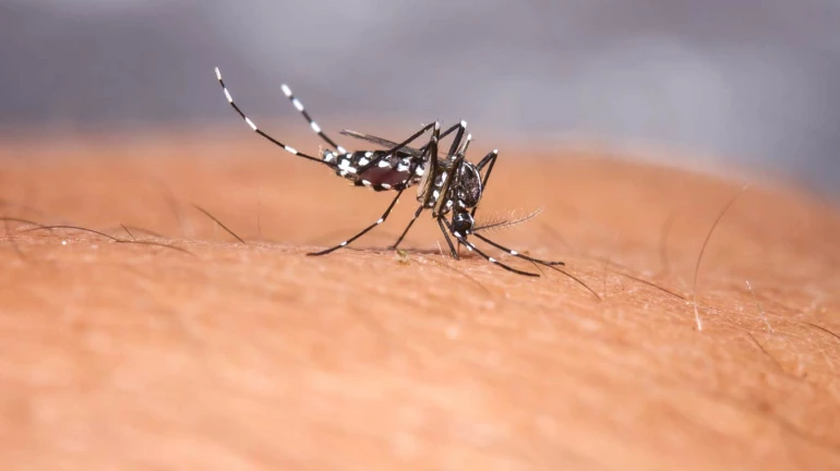 डेंग्यू, लेप्टोस्पायरोसिसच्या प्रकरणांमध्ये पुन्हा वाढ