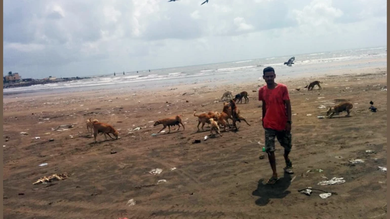 BMC Turned a Garbage Dumping Site in Malad Into a Fully-Grown Garden BMC Turned a Garbage Dumping Site in Malad Into a Fully-Grown Garden