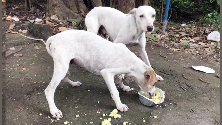 मुंबई : एका आठवड्यात वेबसाइटवर कुत्र्यांबाबत 150 तक्रारी मुंबई : एका आठवड्यात वेबसाइटवर कुत्र्यांबाबत 150 तक्रारी