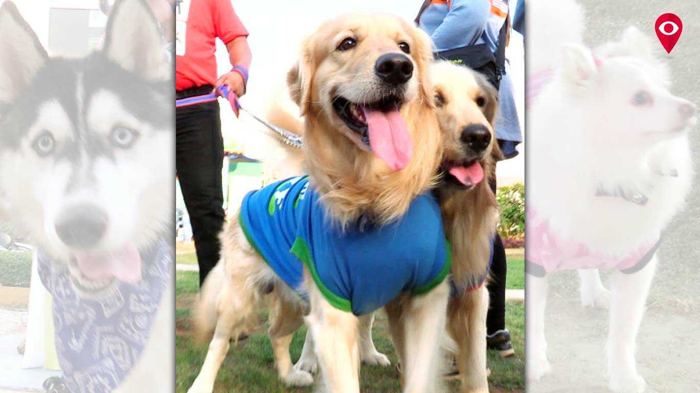 Dogs&rsquo; Day Out: The one paw-some event