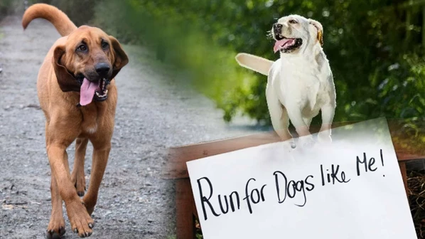 Mumbaikars including actress Gul Panag ran with their pets at Petathon 2017