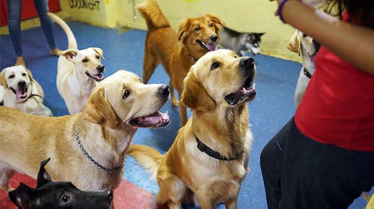 Relax with adorable four-legged canines at this new petting centre in Andheri!  