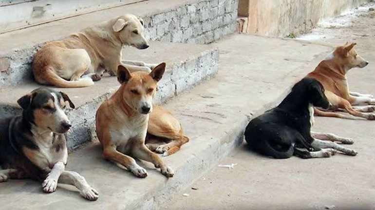 कुत्तो की नसबंदी पर पानी की तरह बहा रहे पैसा 